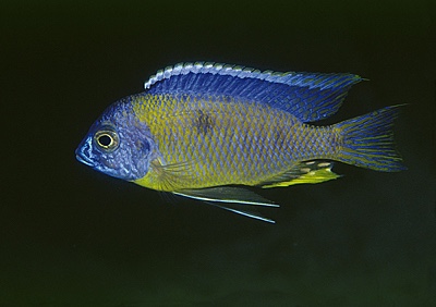 Copadichromis mbenjii 'Mbenji Island'